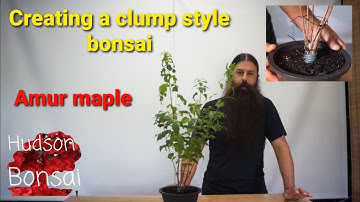 Creating a clump style maple bonsai.