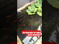 A tiny pond with captive-bred red