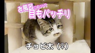 風邪ひきで保護した野良猫チョビ太、はじめてのお風呂