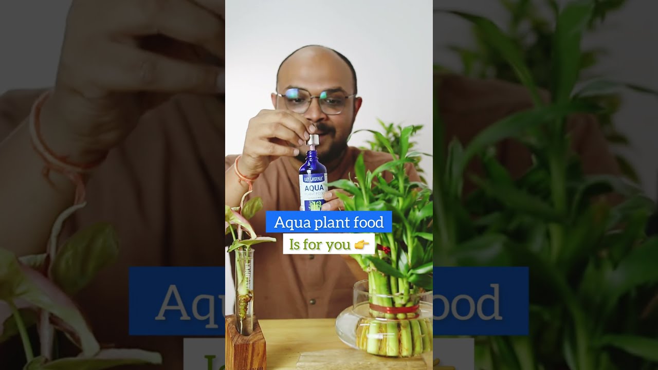 Aqua Plant Food Fertilizer For Lucky Bamboo Fertiliser Money In Water