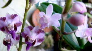 Doritaenopsis Tzu Chiang Sapphire + Doritis pulcherrima aquinii Doritaenopsis Tzu Chiang Sapphire + Doritis pulcherrima aquinii