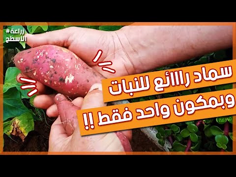 فيديو: كيفية صنع شرائح البطاطا الحلوة - إنتاج زلة من البطاطا الحلوة