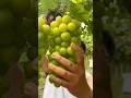 "Grapes farming 🍇#grape #grapenation #pruning #grapefruit #satisfying