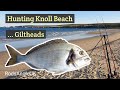 HUNTING KNOLL BEACH GILTHEADS