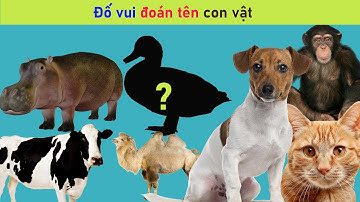 Câu ĐỐ VUI CHO BÉ về con vật - Đố vui giáo dục cho TRẺ MẦM NON [ PHẦN 2] | Sâu TV