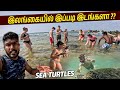        hikkaduwa beach  swimming with turtles