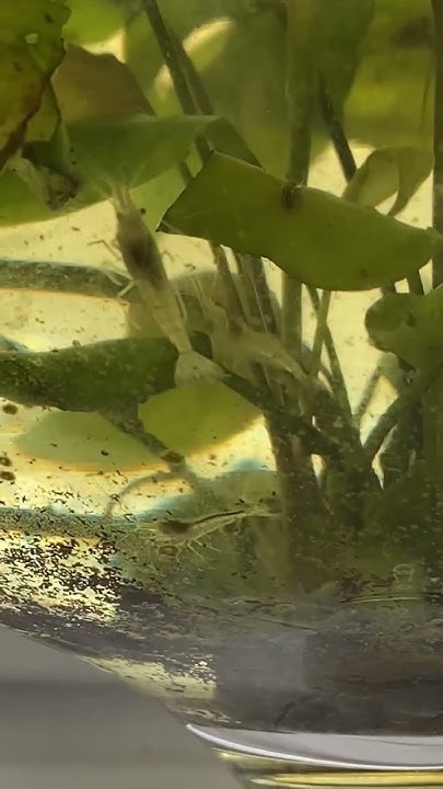Аквариум в бокале.aquarium in the kitchen#aquarium #aquariumhome - YouTube