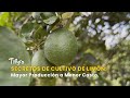 Secretos de Cultivo de Limón Exitoso: Mayor Producción a Menor Costo - TvAgro por Juan Gonzalo Angel
