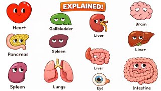 Human Organs Explained In 9 Minutes