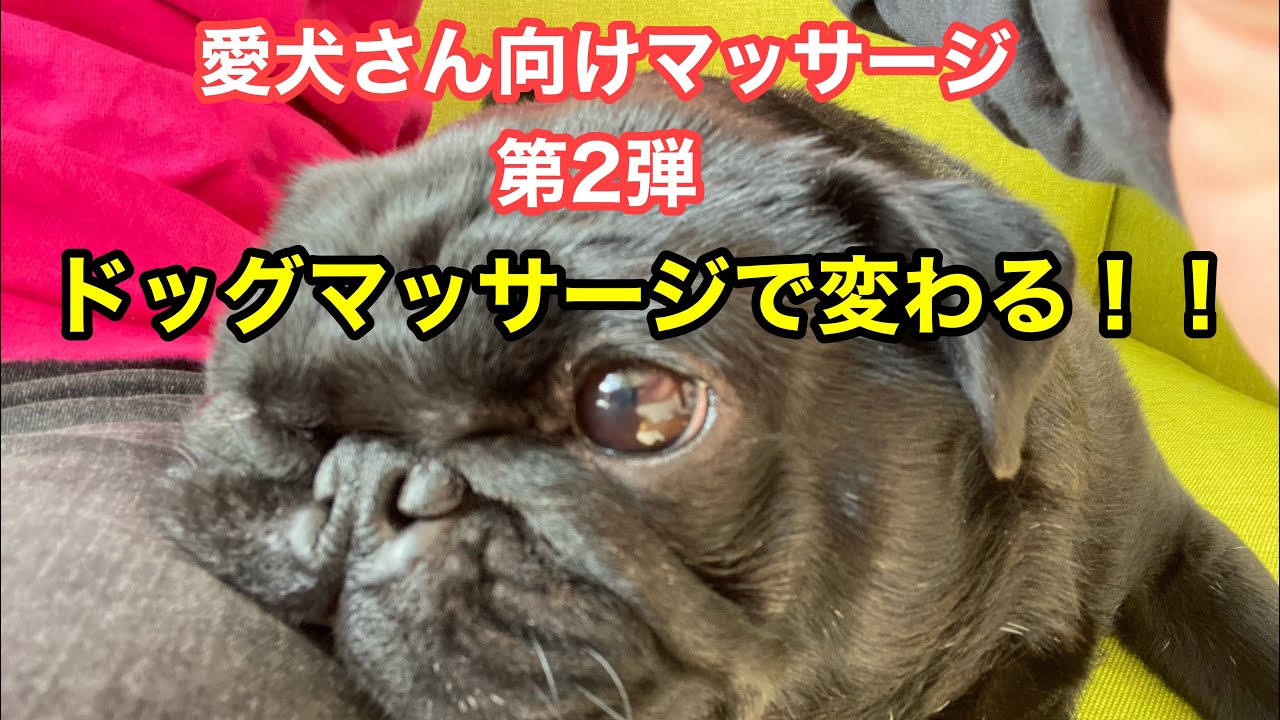 癒しの犬動画 ワンちゃんは変わる Youtube