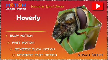 Hoverfly | New Video | Fast, Slow, Reverse  | Motion Videos Master | By Ahsan Artist
