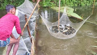 Unbelievable net fishing in rainy season-village man catching lots of fish from flood water