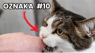 10 OZNAK ,ŻE TWÓJ KOT CIĘ KOCHA, Jak Koty okazują miłość?