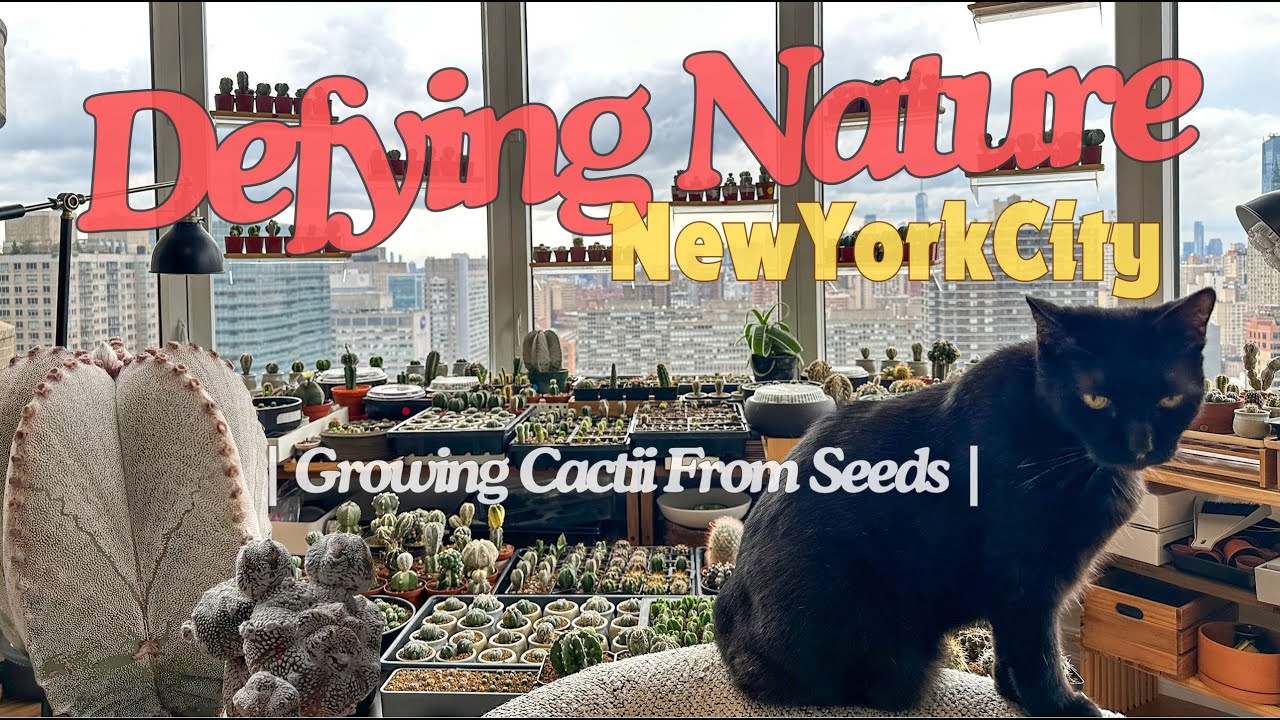 Unbelievable Desert Haven In New York City Apartment Grown From Seeds! Find  Out How!