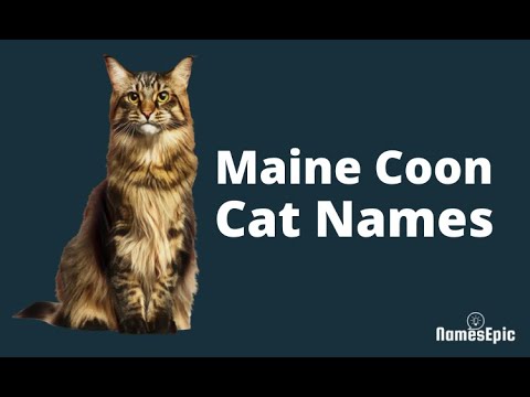 20 Best Maine Coon Cat Names | Cute Maine Coon Kitten Names Ideas - YouTube