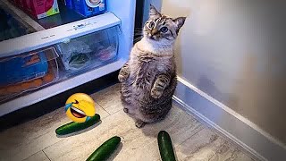 😹🐶 Funniest Cats and Dogs 😸🤣 Funniest Animals 2024 # 19