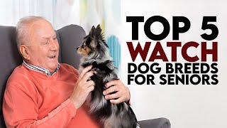Top 5 Watch Dog Breeds for Seniors