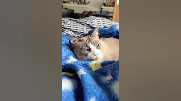 Video 11861321: siamese cat purrs, siamese cat purring, cute siamese snowshoe cat, purring pets, longing