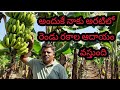       rythu tv banana cultivation in telugu