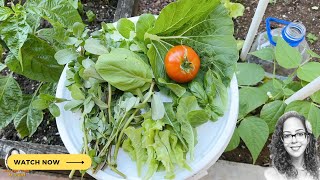 Visiting My Garden To Harvest My Dinner