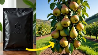 How to grow pear organically and its advantages