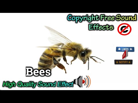 Bees Sound Effect | High Quality Sound | NCS Effects | Royalty Free #soundeffect #NCS