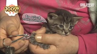 The mother cat doesn't care about her own kittens so the grandmother is taking care of them