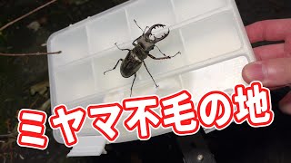 とことんミヤマクワガタ採りまっせ！と思ったら、ここはミヤマ不毛の地だった