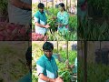 Air purifying indoor plants | Plants to Buy | ClassicTV | #trending #plants #viral #shorts