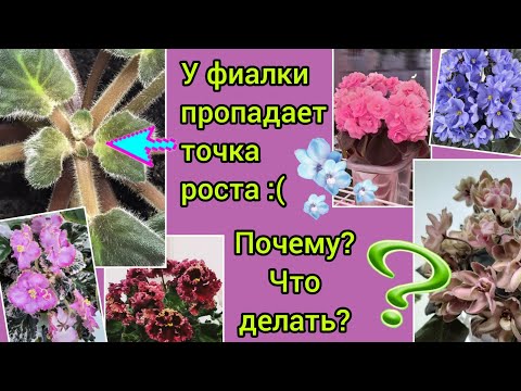 У фиалки пропадает точка роста:(  Какие основные причины? Что делать чтобы спасти сорт?