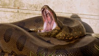 Anaconda & Piton, Siapa yang Lebih Tangguh dalam Pertarungan? #pustakasukma #python #anaconda #ular