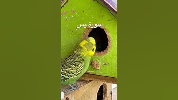 #سورة_يس #قرآن #المنشاوي #مصر #اكسبلور #البادجي #طيور #العراق #quran  #budgies #india #suratyasin
