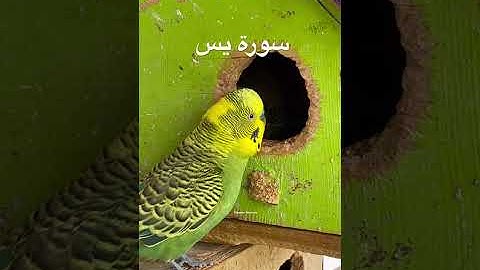 #سورة_يس #قرآن #المنشاوي #مصر #اكسبلور #البادجي #طيور #العراق #quran  #budgies #india #suratyasin
