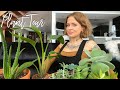 PLANT TOUR \\ houseplant collection