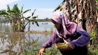 Manfaat Air Rebusan Daun Sirih || Untuk Para Istri Idaman Suami Yang Kita Selalu Lupa By Kak Ani