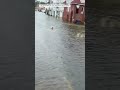 Perro juega a buscar la pelota en calle inundada de Nueva Jersey tras la tormenta nor’easter | T39
