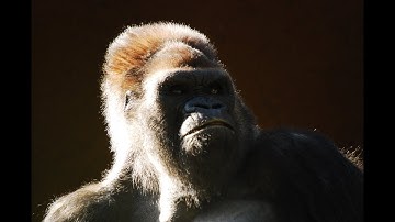 Crazy Monkey (Official Beat)