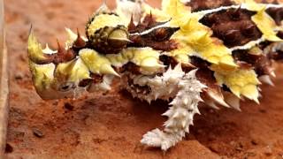 Thorny Devil eating