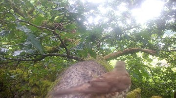 Restoring Hardknott Forest: One tree, one branch, one month...