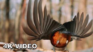 4K Virtual Window: Tranquil Morning & Japanese Birds | High-End Nature Ambient
Experience the profound stillness of a Japanese forest before the clouds roll in. Watch as beautiful Varied Tits and Great Tits gather in stunning 4K detail, captured during a peaceful, crisp morning.
This cinematic Virtual Window is crafted to provide premium nature ASMR for luxury interiors, deep focus, and profound relaxation. No background music—just the authentic, tranquil sounds of the wild.
4K Ultra HD Visuals
Pure Nature Soundscape (ASMR)
Ideal for OLED TVs & Luxury Spaces
#4KVirtualWindow #NatureAmbient #BirdWatching #ZenNature #ASMR 4K Virtual Window: Tranquil Morning & Japanese Birds | High-End Nature Ambient