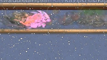 Transformice 1k first