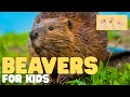 Beaver Ecology and Importance