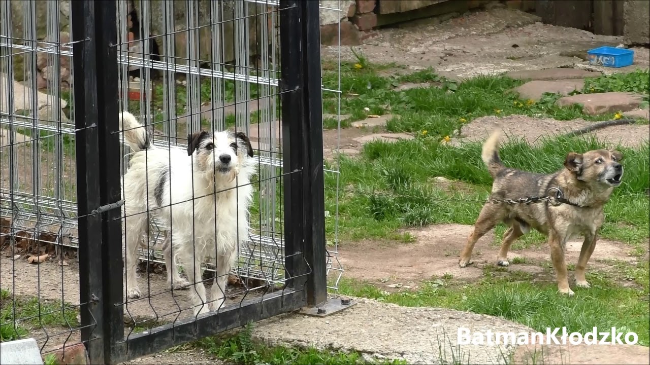 Szczekające Psy Wiosna 2019