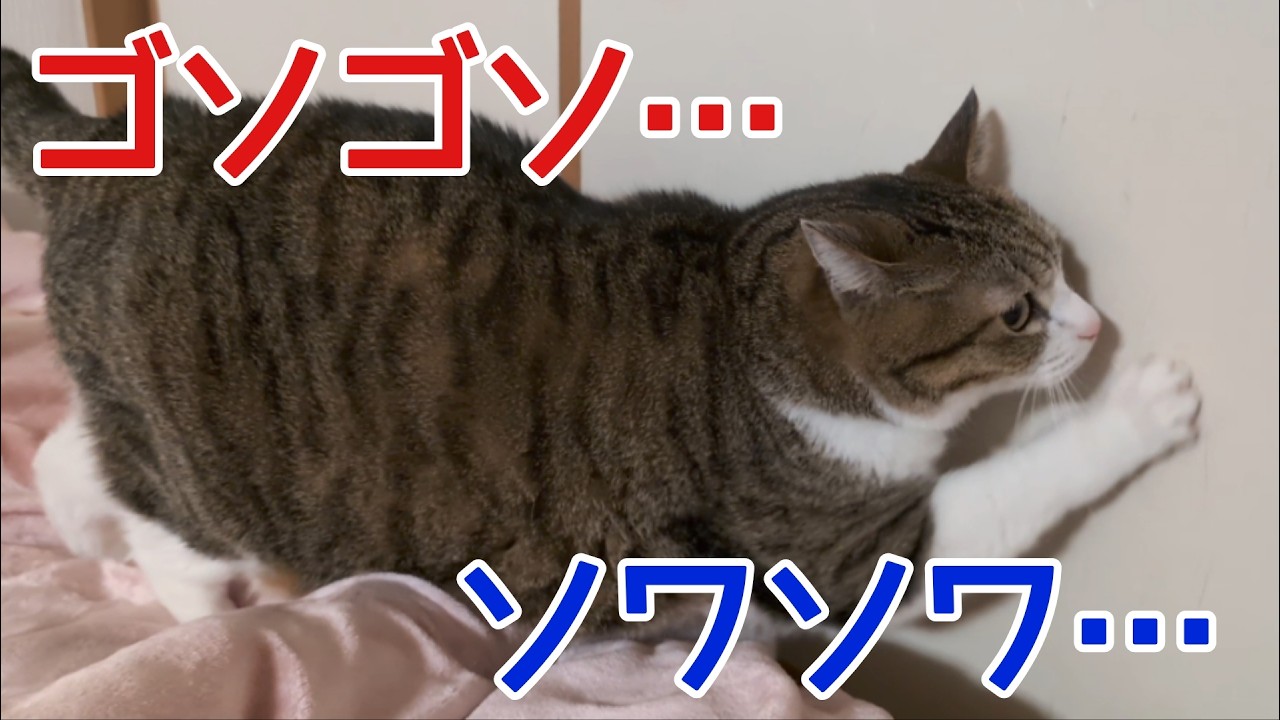 急にソワソワしはじめた猫。vol.1518 - YouTube
