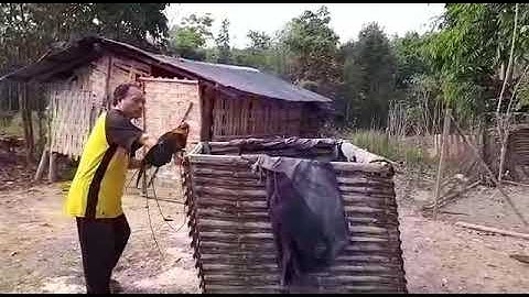 qaib qus zoo nraug heev li..02054502004.