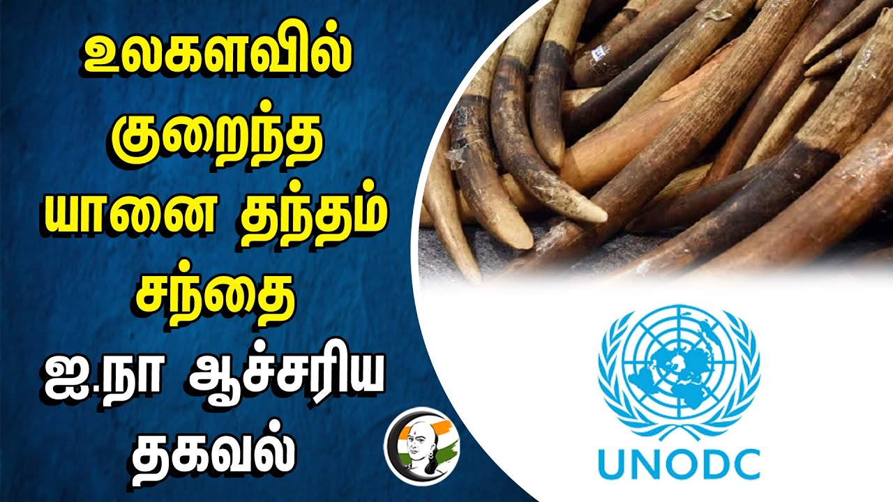 ⁣உலகளவில் குறைந்த யானை தந்தம் சந்தை.. ஐ.நா ஆச்சரிய தகவல் | UNODC