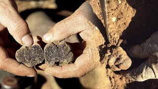 The black truffle. Search with trained dogs and culinary stews | Lost Trades | Documentary film