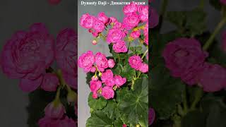 Цветунья Dynasty Daji - Династия Даджи,  шикарное домашнее цветение и это после обрезки в феврале