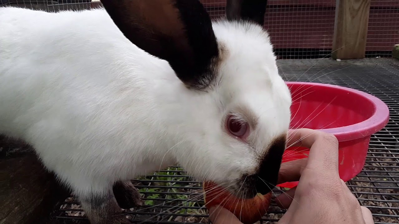 Chloe The Californian Rabbit 