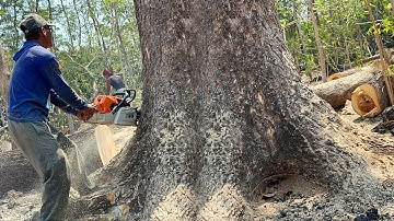 Hard work... Cut down huge trembesi tree, Stihl ms881 & Husqvarna 395xp chainsaw.